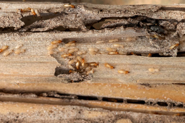 Best Emergency Pest Control  in Stony Point, MI
