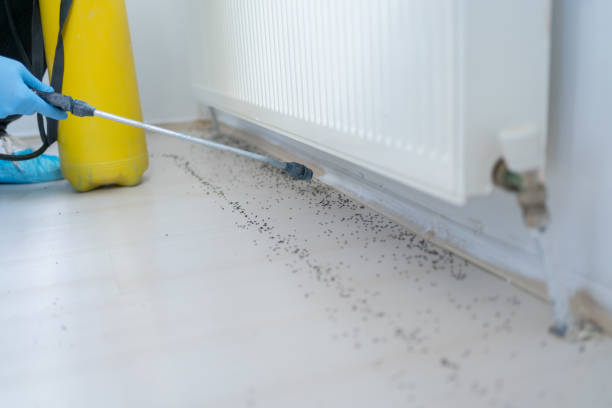 Best Wasp Removal Services  in Stony Point, MI
